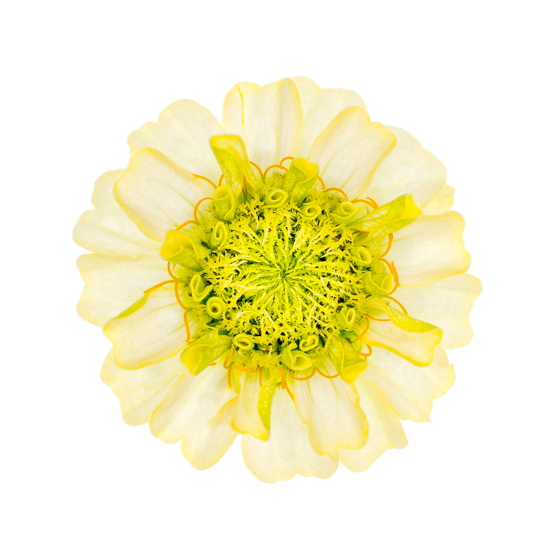 yellow-green flower