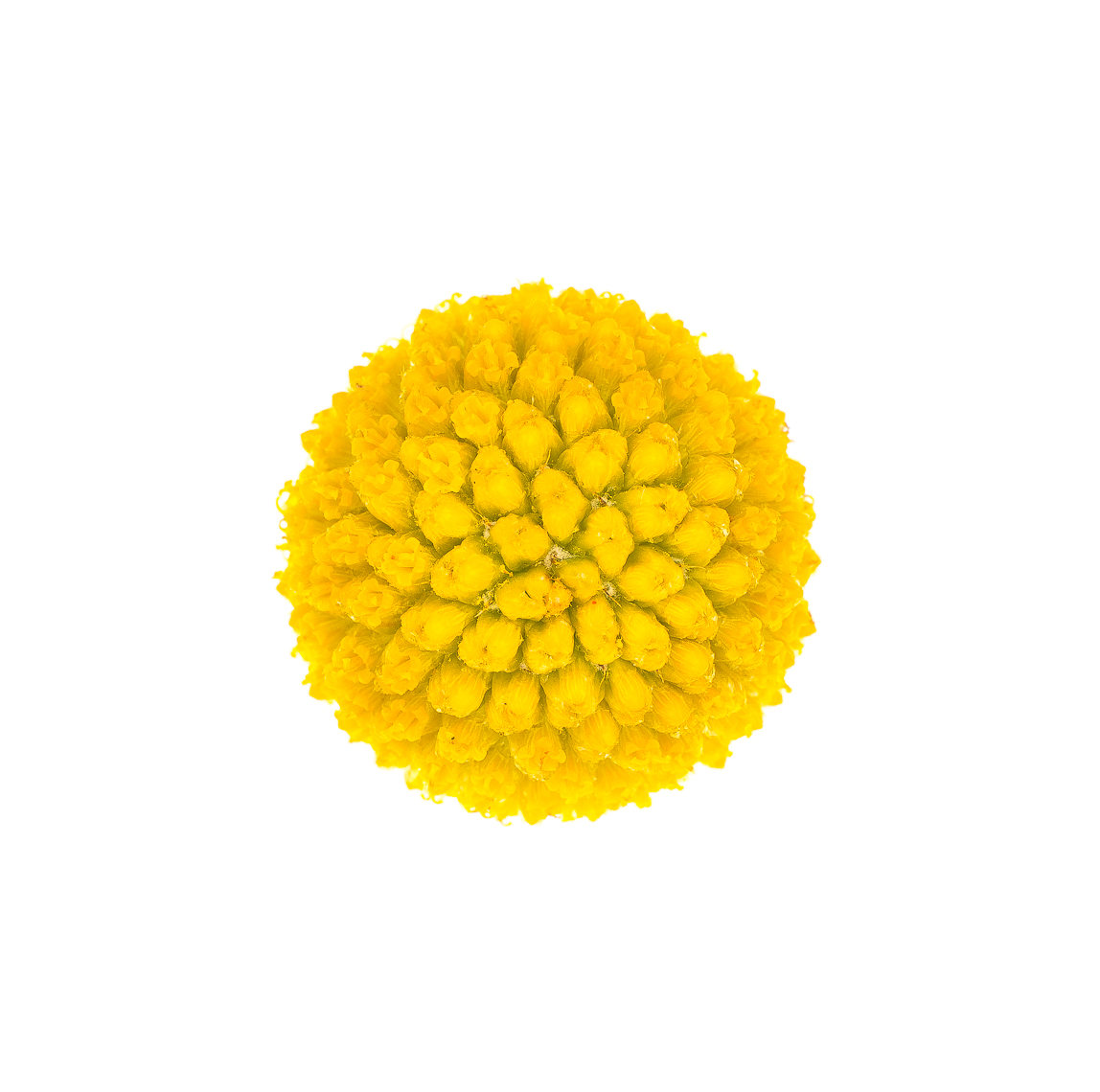 Yellow Spherical Flower.